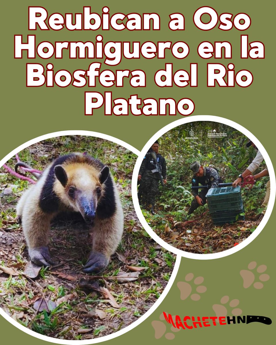 🌿🐾 ICF en  colaboración con las Fuerzas Armadas de Honduras se logró  la reubicación segura de un Oso Hormiguero.
 #RescateAnimal #JuntosPorLaNaturaleza #Honduras #XiomaraCumple #ICF #FFAA