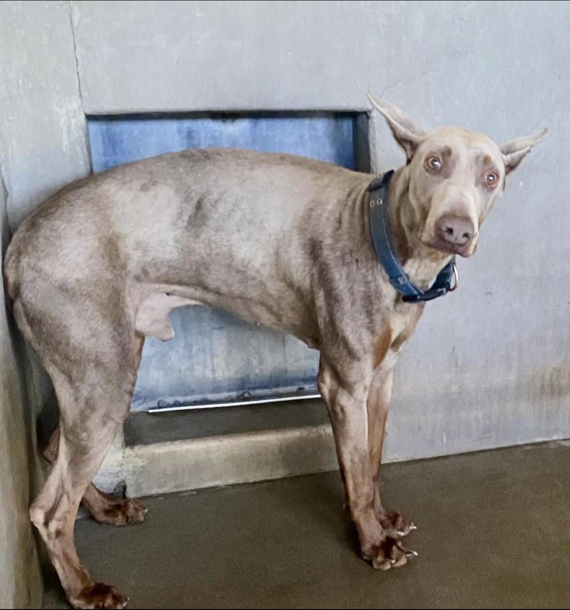 Iza_2021's tweet image. #Sanbernardino #CA #A563786
🆘Sweet Dobie went unlisted for 2 days and now he’s listed again !!!!! A dropped rescue hold?! No idea why but he needs a savior more than ever as Now he’s Euth Listed for being terrified 😭😡

Please offer to #foster him &amp;amp; reach out to rescues on his…