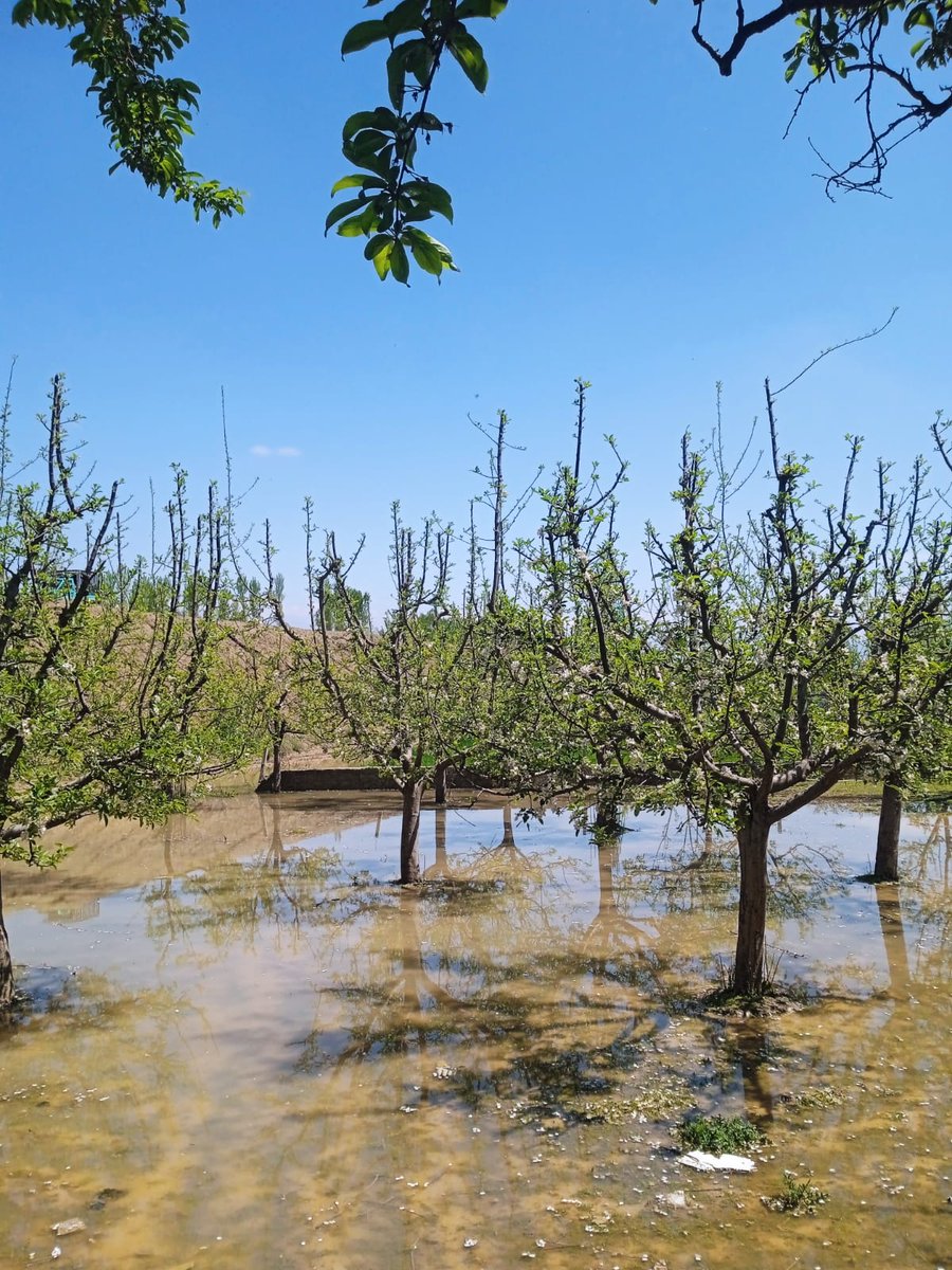 Under-construction Srinagar Ring Road has caused massive damage to Apple farms. Earlier it was Dust & now waterlogging has affected apple 🍎 orchards . My own Apple Orchard is waterlogged ? I appeal @nitin_gadkari & @DivComKash to give me justice @diprjk @bidhuriias @DC_Budgam