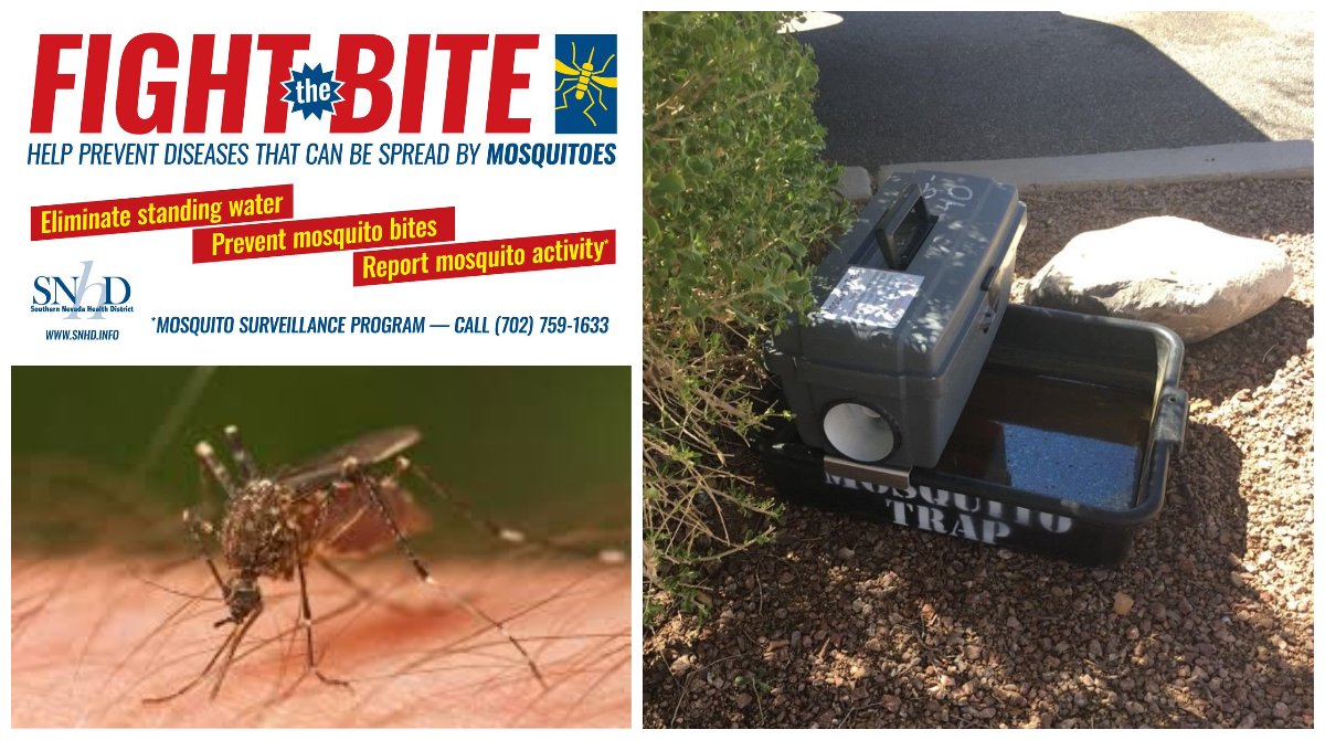 It's getting warmer in Las #Vegas - that means #mosquitoes are getting more active. The @SNHDinfo and #ClarkCounty Vector Control need help to #FighttheBite. Check for spaces where mosquitoes can breed. They don’t need much water to lay eggs. Report activity when you see it. ⬇️