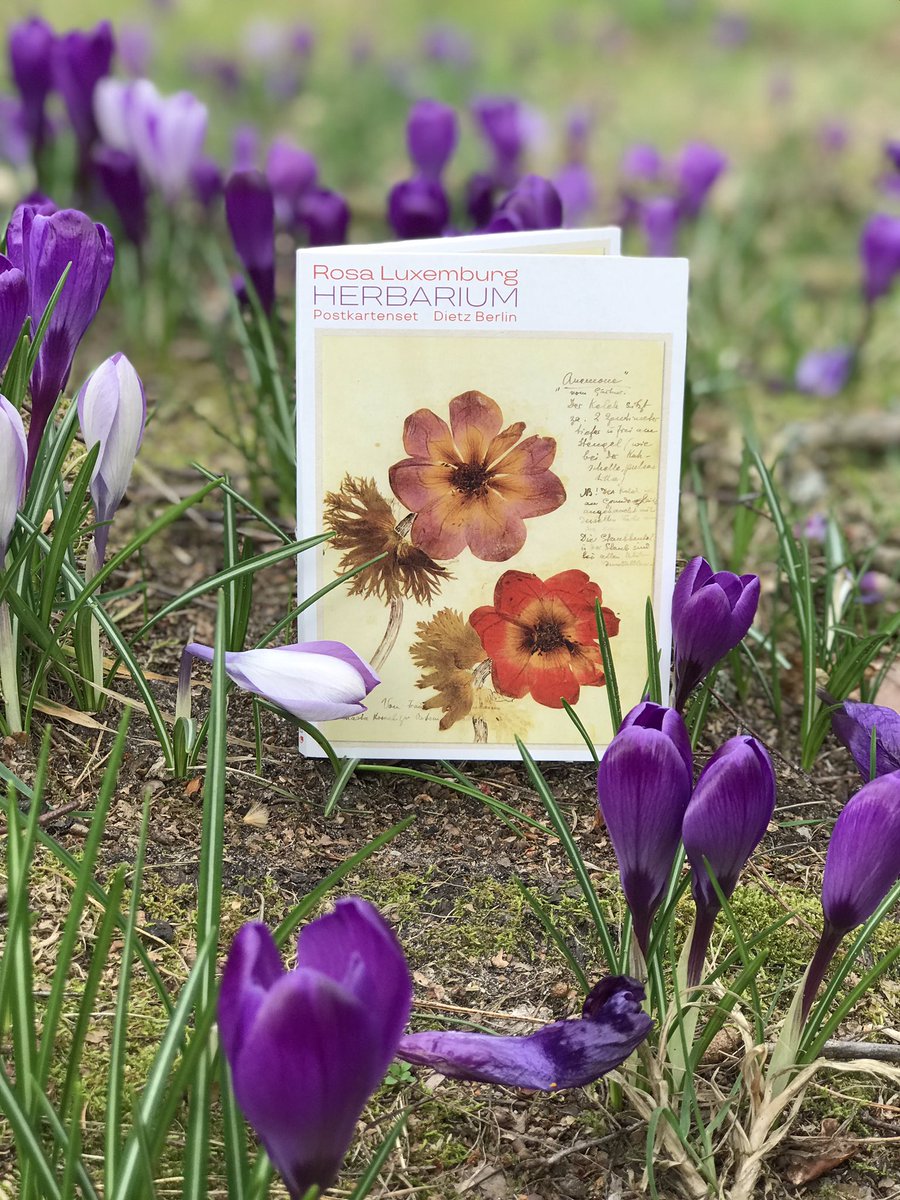 Unser schönster Frühlingsgruß: Postkarten aus dem #Herbarium von #RosaLuxemburg. Handgeschrieben fast wie eine kleine Umarmung 💌 Die Natur gab ihr Zuversicht und Halt, selbst in Haft: „Die Schlüsselblümchen beleuchten mir die Zelle wie Sonnenlicht.“ 🌿 dietzberlin.de/herbarium-post…