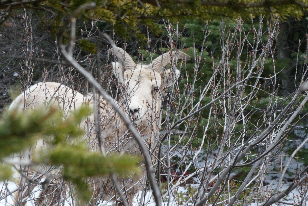 As we ramp into spring, wildlife (including bears) become more active. For this #WednesdayFriendsDay, let's explore the Leave No Trace concept of Respecting Wildlife.
And don't forget to come to Bear Day this Saturday at the Nordic Centre!
kananaskis.org/outdoor-ethics…