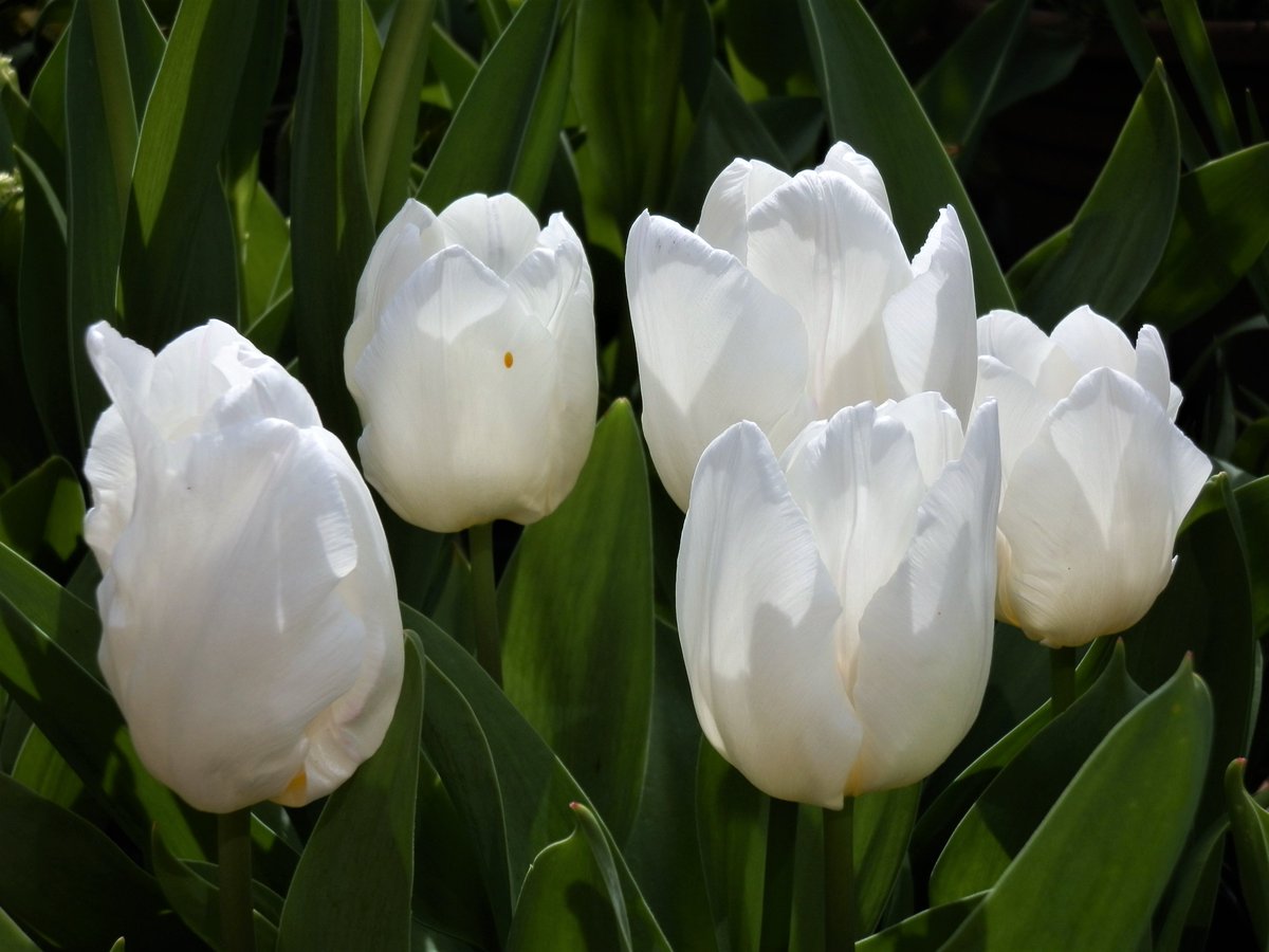 Skog200's tweet image. #TulipsinSpring .." White Prince " ..fingers crossed the frost forecast for tonight don't damage it too much 🌷