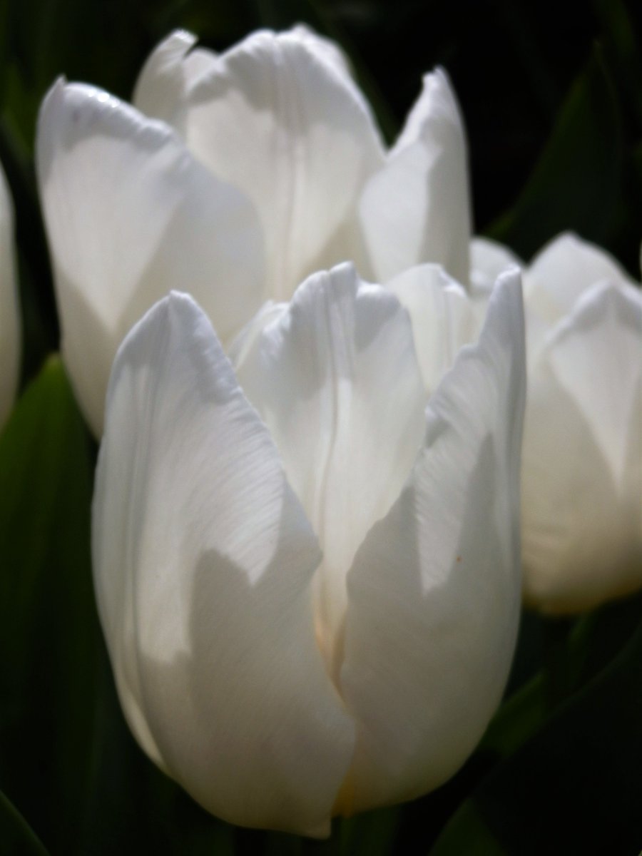 Skog200's tweet image. #TulipsinSpring .." White Prince " ..fingers crossed the frost forecast for tonight don't damage it too much 🌷