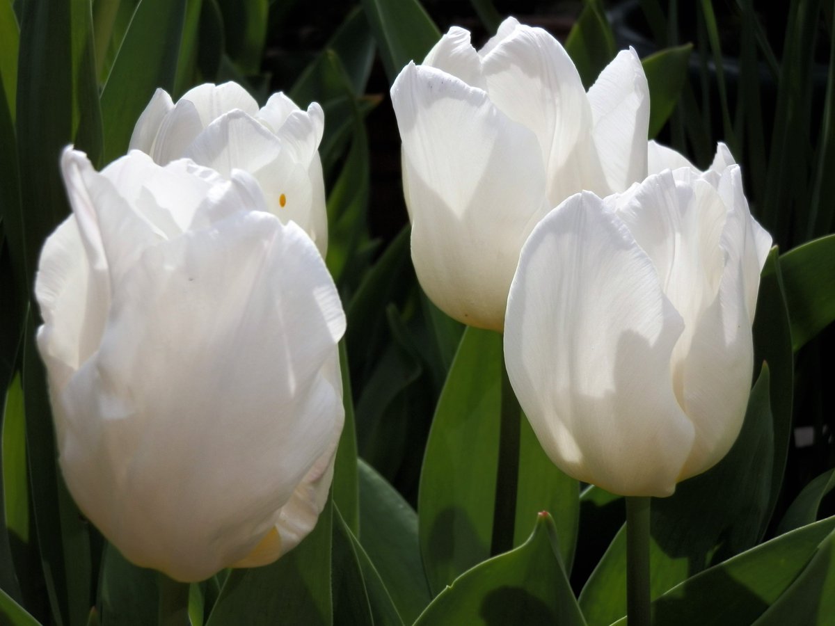 Skog200's tweet image. #TulipsinSpring .." White Prince " ..fingers crossed the frost forecast for tonight don't damage it too much 🌷