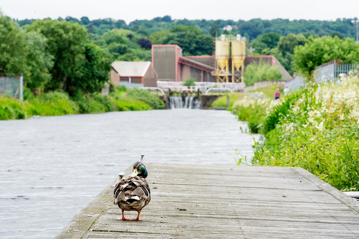 Our waterways are the perfect spot for a brisk walk on a spring day. It's also a great place to do some wildlife spotting!  🔎 🦢  When visiting our canal, always stay clear from the water's edge and dial 999 or 112 in an emergency.  ☎️  Let's be #CanalCareful