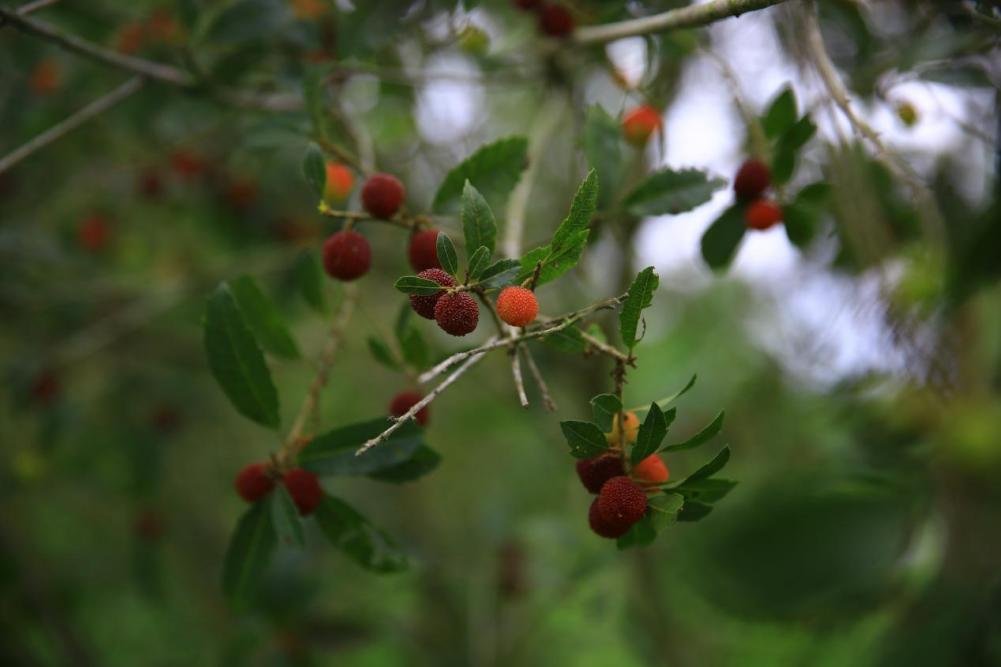 VisitDanzhou's tweet image. #springouting
Lanyang Town in #Danzhou has just brought its waxberries to the market! The #fruit boasts vibrant red appearance and delightful flavour. Come and have a taste of this juicy delights!😍😍
#hainan #views #holiday