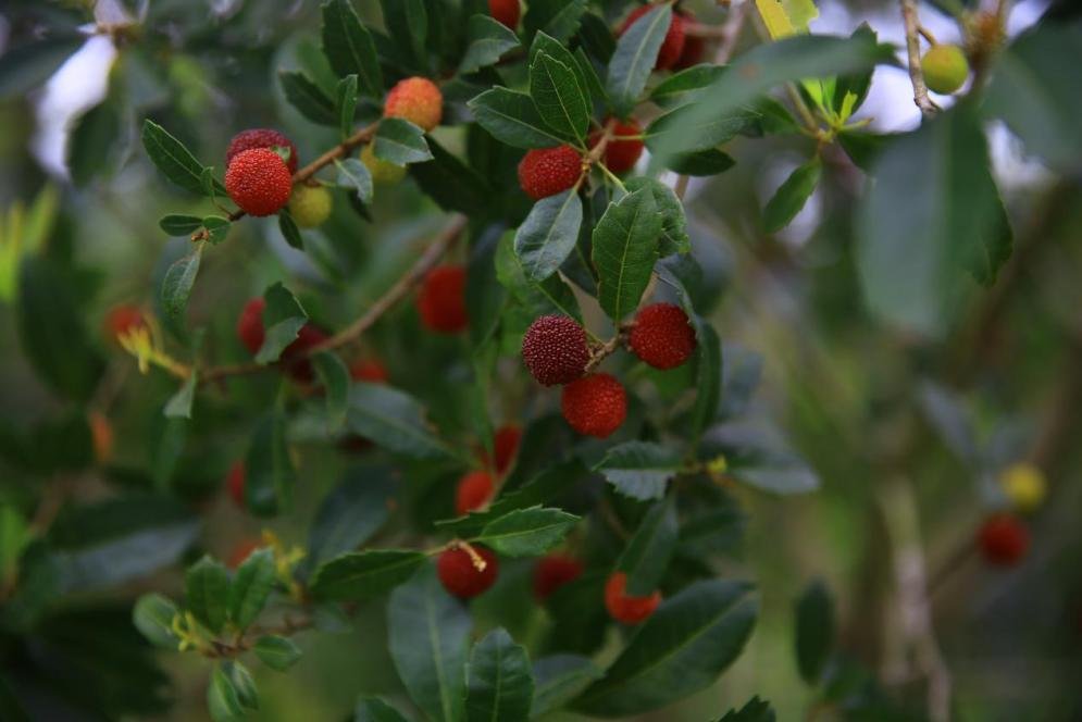 VisitDanzhou's tweet image. #springouting
Lanyang Town in #Danzhou has just brought its waxberries to the market! The #fruit boasts vibrant red appearance and delightful flavour. Come and have a taste of this juicy delights!😍😍
#hainan #views #holiday