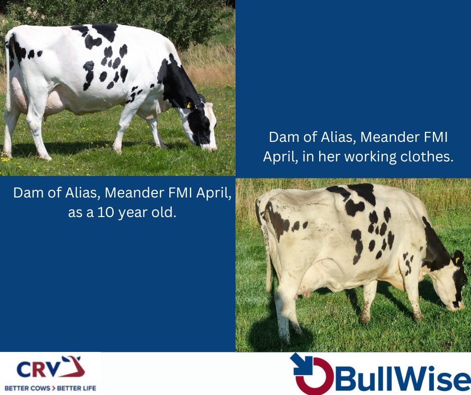Are you planning for you future cow?

April has 24 sons in AI!

#Breeding24 #BullWiseAI #TeamDairy #CRV4ALL
