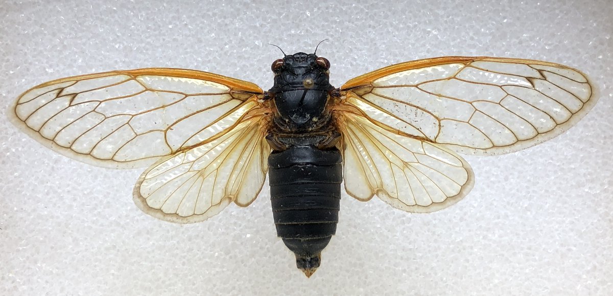 Excited to be talking about Wisconsin's periodical #cicada emergence on @WPR's The Larry Meiller Show today—tune in at 11 AM! wpr.org/shows/larry-me…