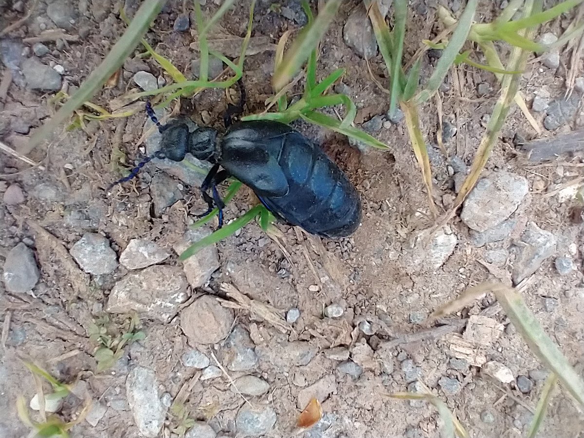 Lovely Black oil beetle today on track through our rewilding fields @SharphamTrust @AmbiosLtd