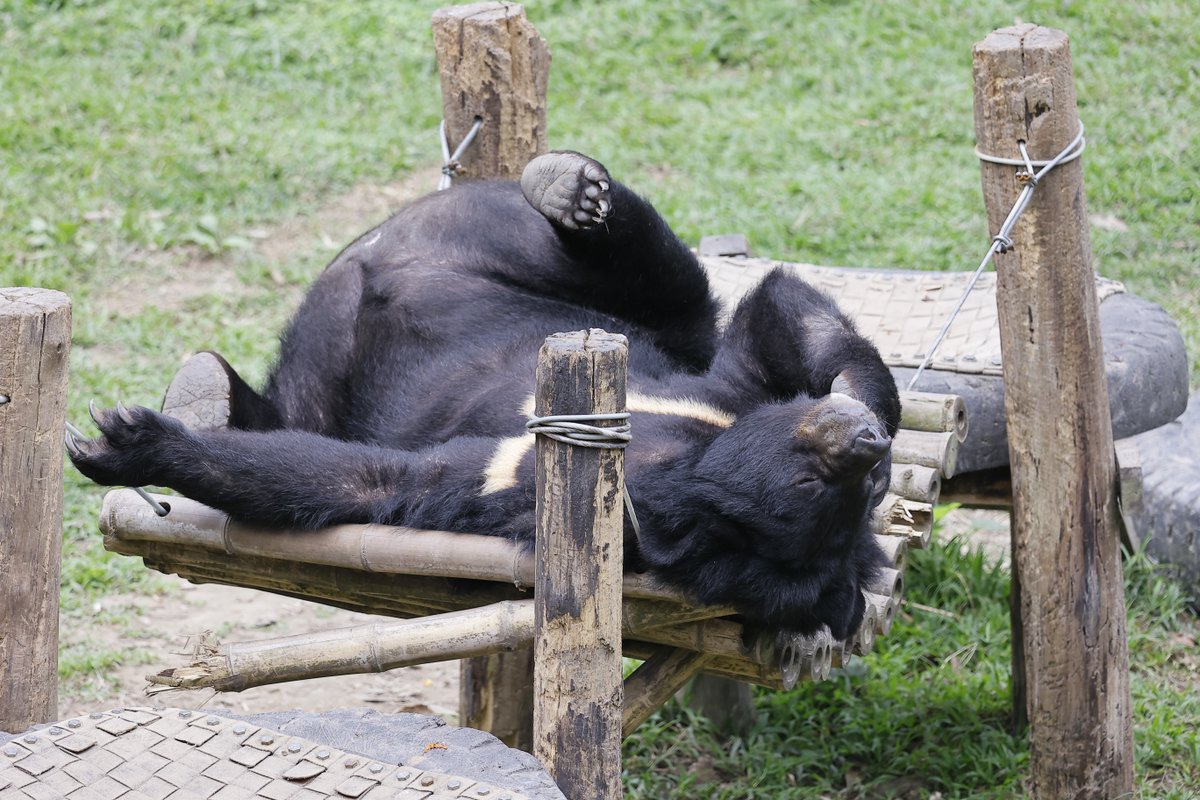 🐻😄 Caught in the act of pure relaxation, Joey's the ultimate inspiration for post-meeting unwinding! Let's face it, after a day of non-stop calls, we could all use a little hammock time. Show us how you kick back and relax after a tough day! #ChillZone #HappyBear