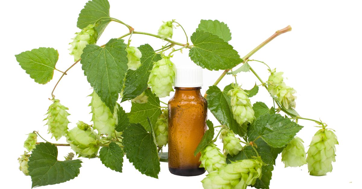 BetaTec Hop Products (@betatechops) on Twitter photo The following study focuses on the evaluation of  H. lupulus biological activities, with the aim of evaluating its potential for inclusion in cosmetic formulations.  
Read more๐ sciencedirect.com/science/articlโฆ The following study focuses on the evaluation of  H. lupulus biological activities, with the aim of evaluating its potential for inclusion in cosmetic formulations.  
Read more๐ sciencedirect.com/science/articlโฆ