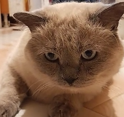 BudVZab's tweet photo. Close up on the floooooof
#DailyCloudTheCat #DailyCloud #Cat #CatsofTwitter #CatsOfTwitter https://t.co/p9MuKGkFaB