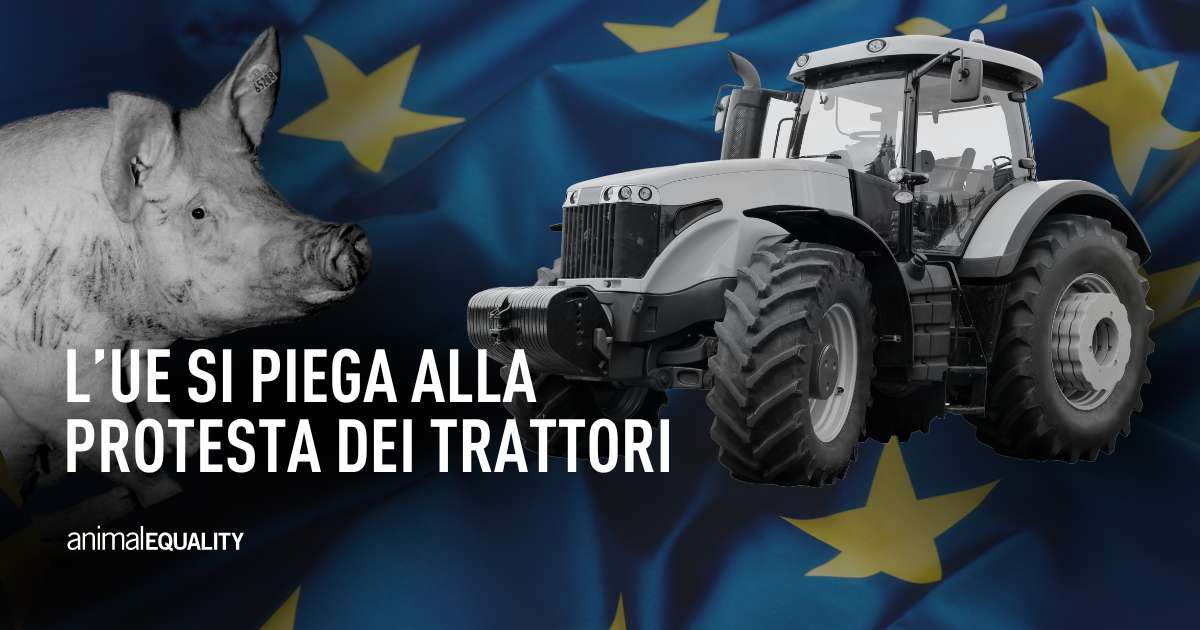 L’UE fa un passo indietro sulla tutela di animali e ambiente! Il Comitato dei ministri dell’agricoltura ha infatti approvato alcune modifiche proposte alla PAC, la Politica Agricola Comune, che riducono gli oneri amministrativi per le aziende agricole e offrono più flessibilità…