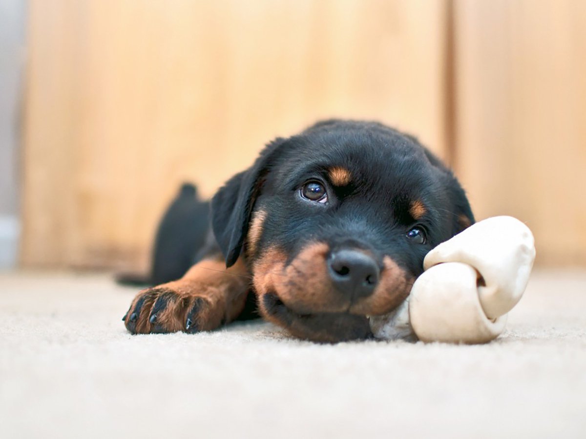 Random Dog of the Day - Here's your daily doggo!
#rdotd #dogoftheday #dogs #puppies