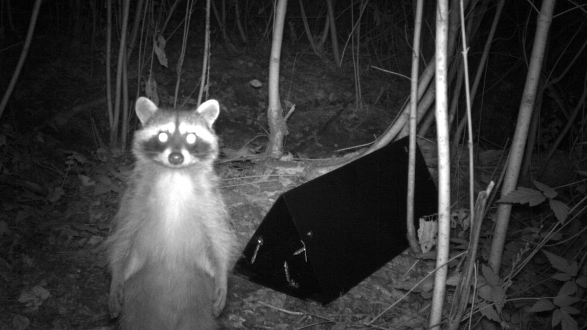 Raccoons Hourly (@raccoonhourly) on Twitter photo 2024-04-17 15:30:41