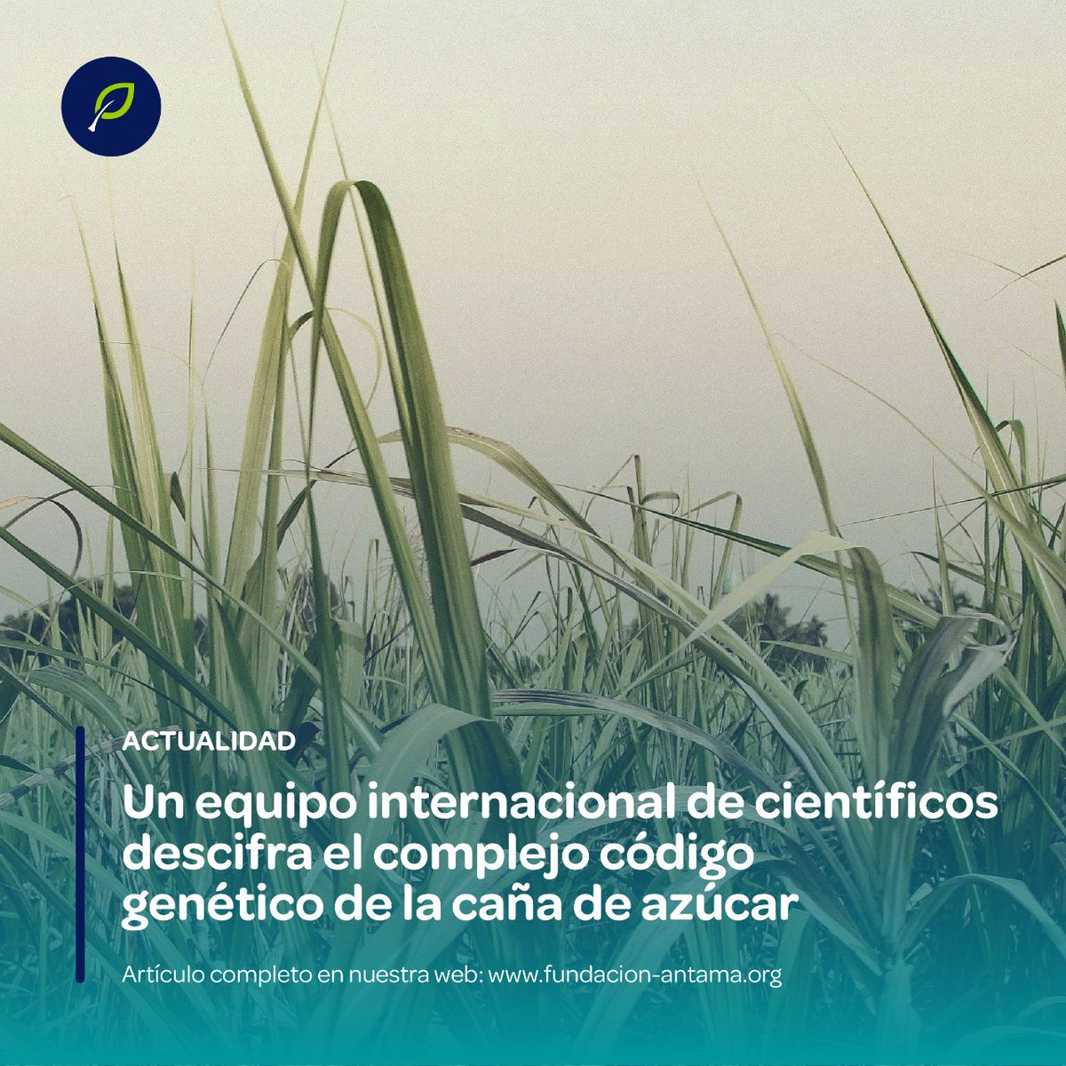 ¡Gran noticia! ¡Por fin se ha descifrado el complicado genoma de la caña de azúcar! Científicos de varios países liderados por el Instituto Conjunto del Genoma han utilizado técnicas avanzadas para lograr este hito. Lee la noticia: goo.su/saHw8HX #agricultura #cultivo