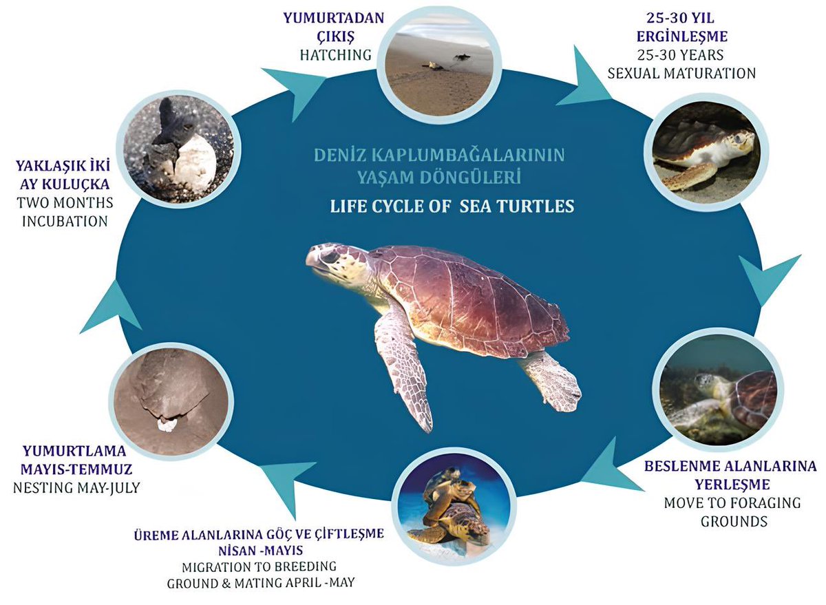Ergin deniz kaplumbağaları bu aylarda ne yapıyorlar?

Nisan ayı ile birlikte ergin deniz kaplumbağaları için çiftleşme dönemi başladı.
Nisan ve Mayıs aylarında erkek ve dişi deniz kaplumbağaları üreme alanlarına göç ederler ve bu alanlarda çiftleşirler.

#sea #turtles #seaturtles