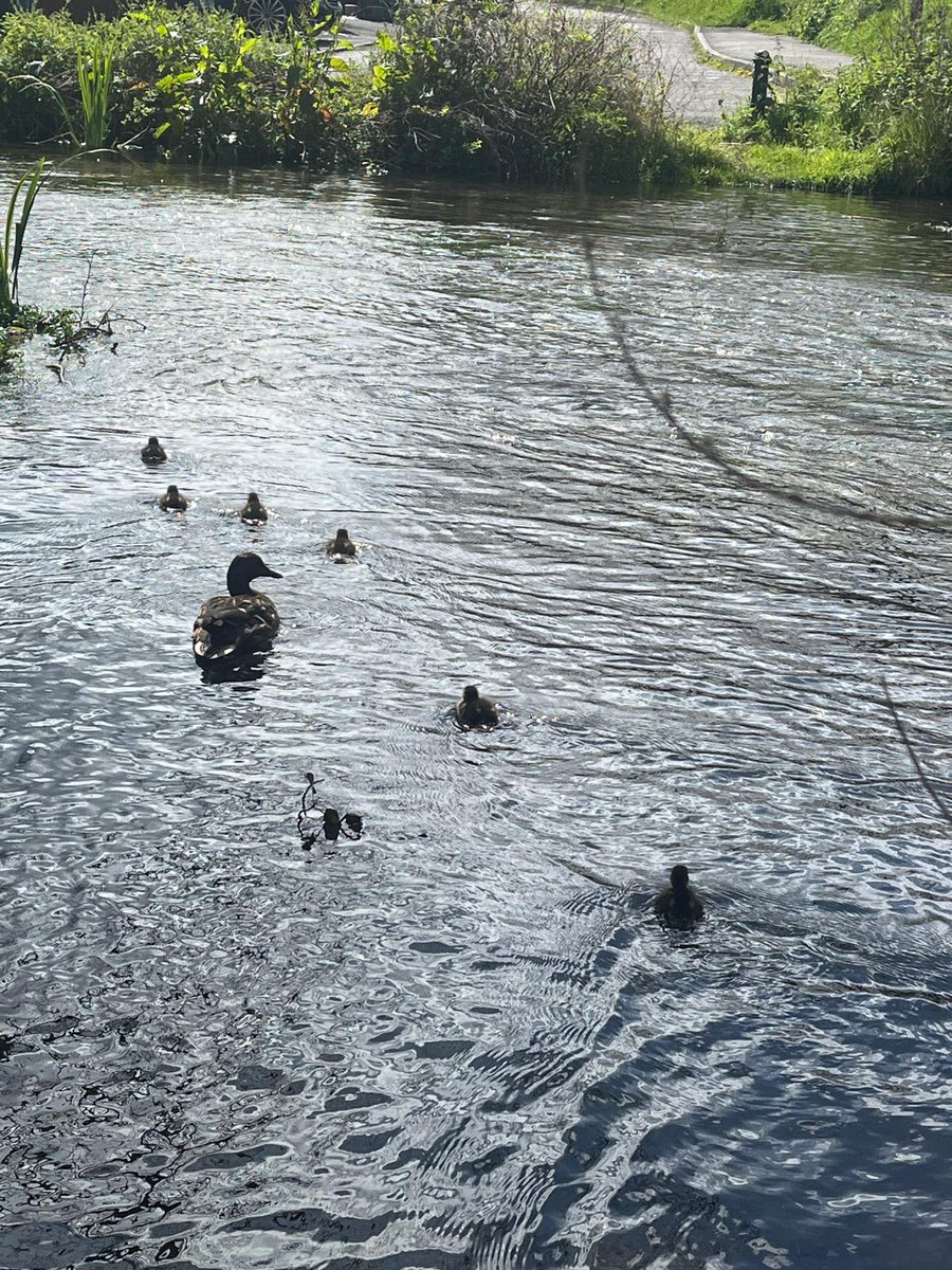 We spotted some ducklings on the #riverwye today!