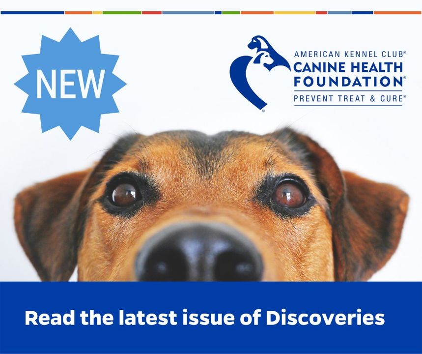 Discoveries - Spring 2024 is now live! Dive into the world of thyroid hormone recovery, explore our exciting sports medicine collaboration, and get ready for the latest in canine cancer research. Ready to learn more? Visit bit.ly/49zxwnm. #CanineHealthResearch