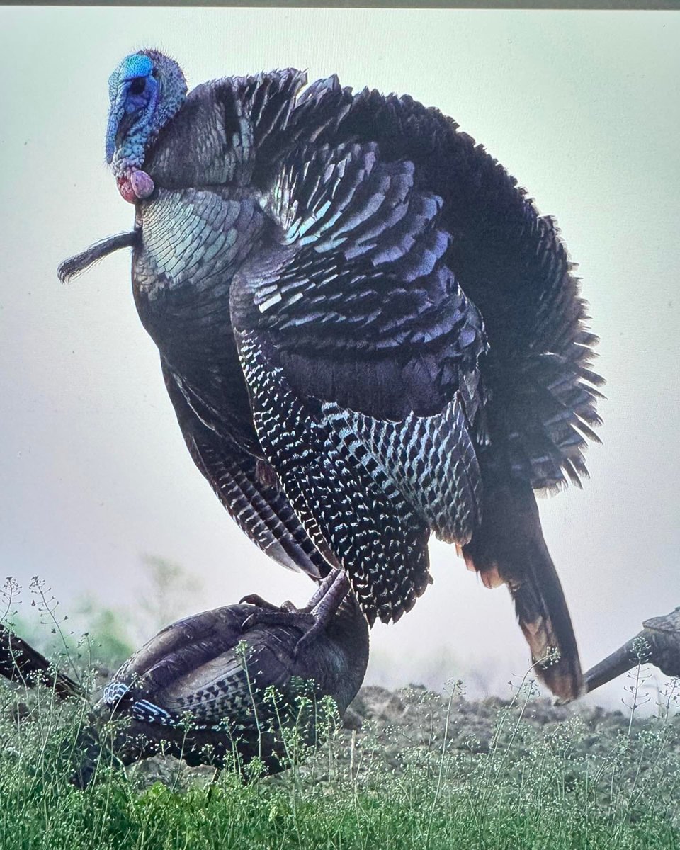 Another 2 up 2 down. Big congrats to Kenny and Moe on two awesome birds. Kenny got some awesome 4K footage as well. #illinoisturkeyhunting #hunting #turkeyhunting #guidelife