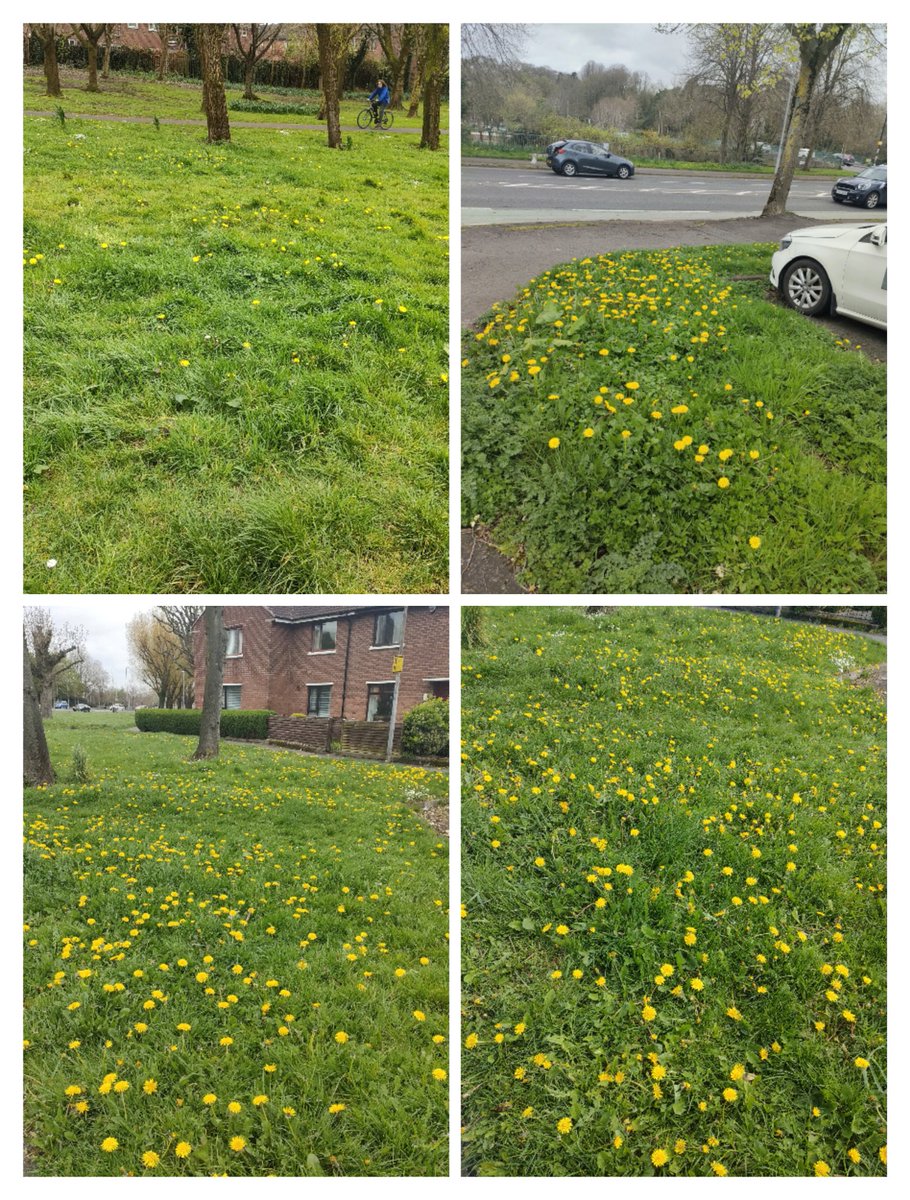 Ireland's Trees & Mythology (@tree_folklore) on Twitter photo Some before & after pictures of 'green' areas on the Annadale Embankment in South Belfast.
The beautiful daises & dandelions 🌼 are gone.
As <a href="/belfastcc/">Belfast City Council</a> continue their pointless & costly contribution to global ecocide in pursuit of 'neat and tidy' they should consider that Some before & after pictures of 'green' areas on the Annadale Embankment in South Belfast.
The beautiful daises & dandelions 🌼 are gone.
As <a href="/belfastcc/">Belfast City Council</a> continue their pointless & costly contribution to global ecocide in pursuit of 'neat and tidy' they should consider that