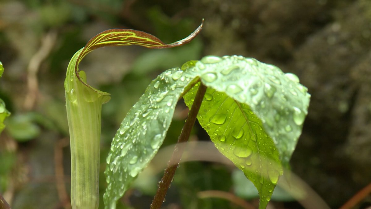 Say hey to 'Jack,' as in Jack-in-the-pulpit (Arisaema triphyllum). This wildflower blooms March through May in the Smokies. When it comes to Jack-in-the-pulpit and all wildflowers in the park, don't touch Jack. Don't pick Jack. We want to see Jack-in-the-pulpit again next year.