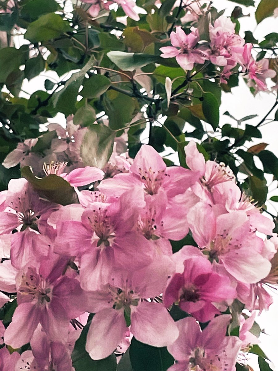 Beautiful skies today friends. ♥️⭐️ We have sun shining☀️,the rainy clouds 🌧️ the wind blowing 💨 & flowers blooming 🌸 all here in Naperville 🩷 #Spring #WindyWednesday