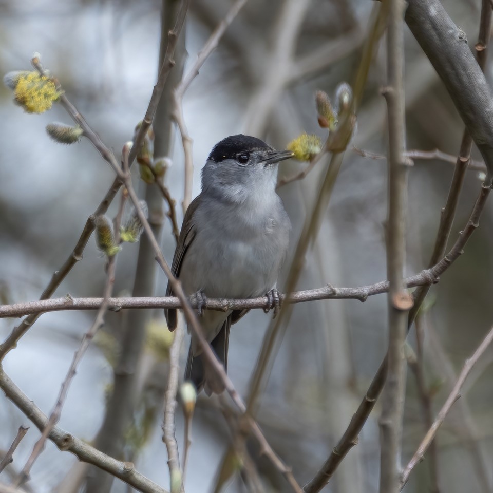 A lovely morning with plenty of birdsong for our second Breeding Bird Survey (BBS) of the season. At least 8 singing Nightingales, 2 Cuckoos, Blackcaps everywhere, 25 or so Lesser Redpoll, 2 male Crossbills and Siskin on the heath. 📷Male Blackcap by Graham Osborne