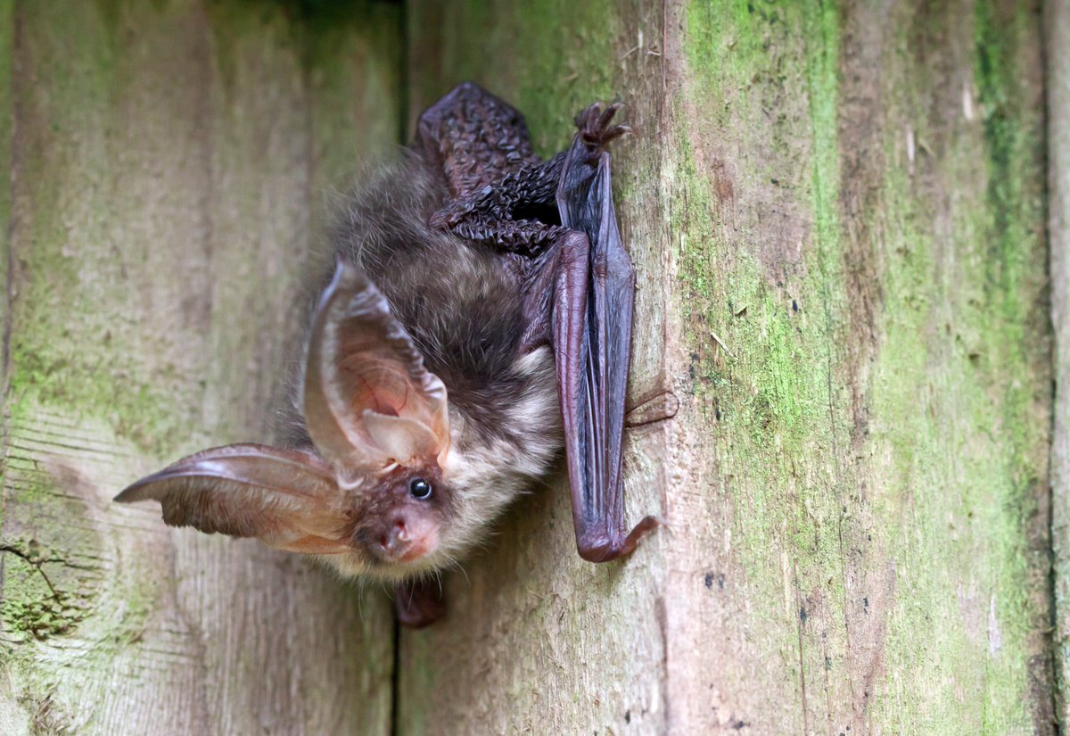 Today is International Bat Appreciation Day! 🦇 Did you know that bats around the world are important pollinators, pest controllers and seed dispersers?! And here in Scotland, our pipistrelles consume billions of midges each year! We think bats are great!!