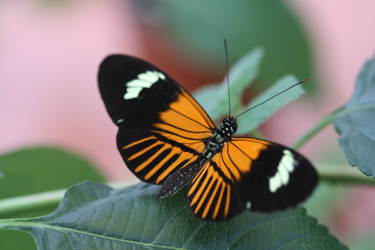 #NewPaper in @Nature on how a new species forms through a hybridization process: an Amazonian butterfly is the result of cross-breeding between two other species and it happend aprox 200,000 years ago. Read our article here: t1p.de/hlokb