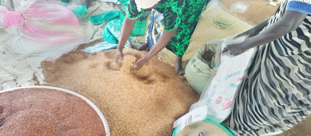 In collaboration with @mafs_ss under the #Resilient agricultural #Livelihoods project, @FAO launched a main planting season seed 🌱 fair in Torit. 1 500 households benefited from the assorted #Seeds, which will enable them to produce their own food 🍲 & 📈 seed production.