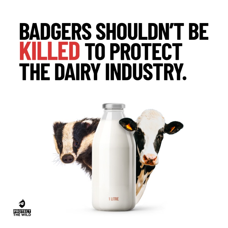 In over 94% of all cases of the disease it was proved that cattle spread bovine TB to other cattle within intensive dairy and beef production systems. Badgers have been made the scapegoat and the cull must end.