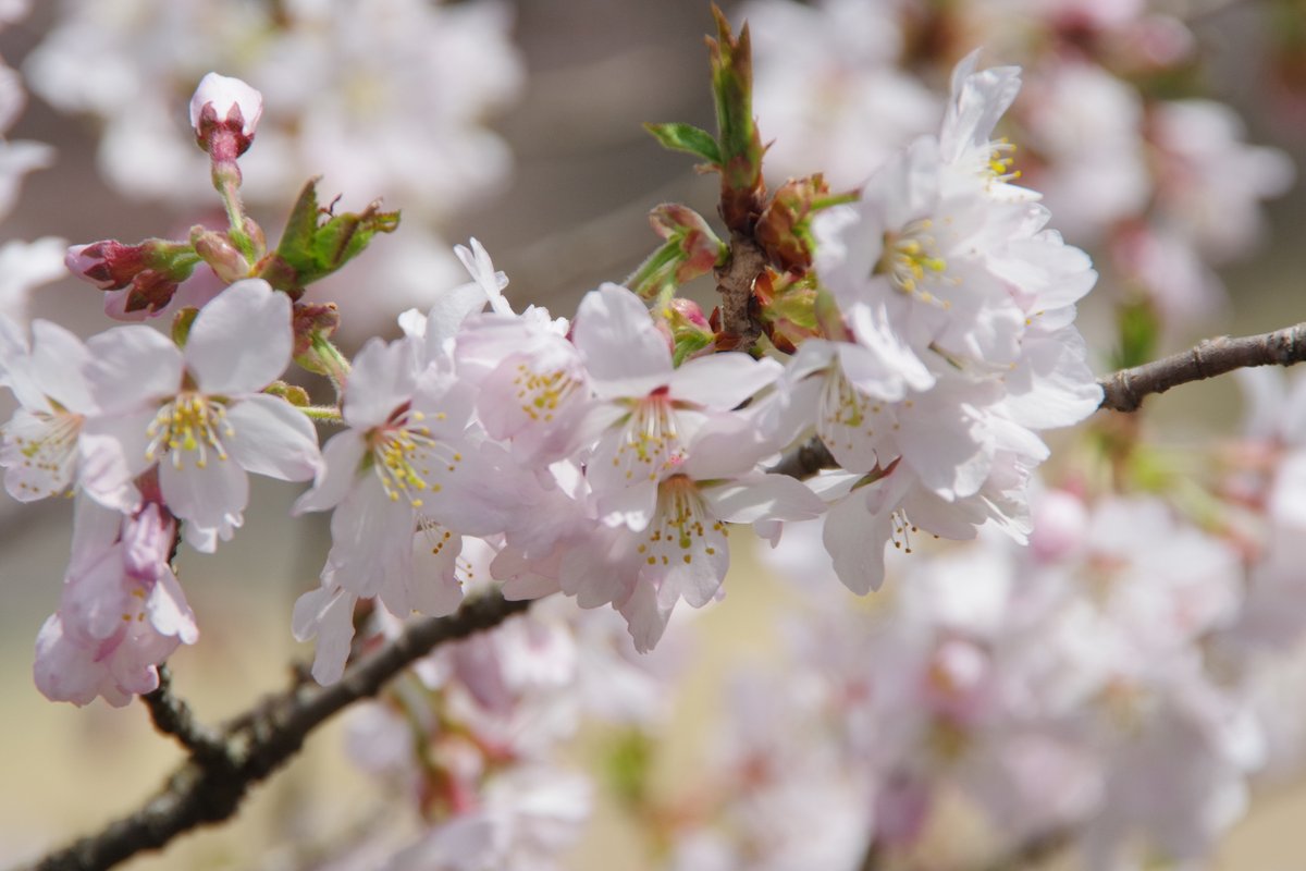 皆様、おはようございます🌄 暖かい日が続いたので、白馬も一気に桜が咲きました🌸 ※地震に遭われた皆様に謹んでお見舞い申し上げます。 撮影：4/15 2024 / PENTAX KF / in 白馬村大出公園 by 玄上 #TLを花でいっぱいにしよう