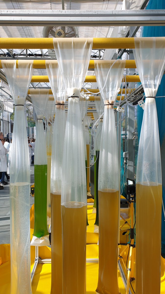 CCAP_Oban's tweet photo. Fantastic day learning and teaching about algal scale-up at the Cambridge University Algal Innovation Centre, great to see our CCAP strains growing so well in Cambridge! @plantsci @EITFood @matis @FraunhoferIGB @SAMSoceannews @scienceisnotfun https://t.co/9SlJvu3pvv