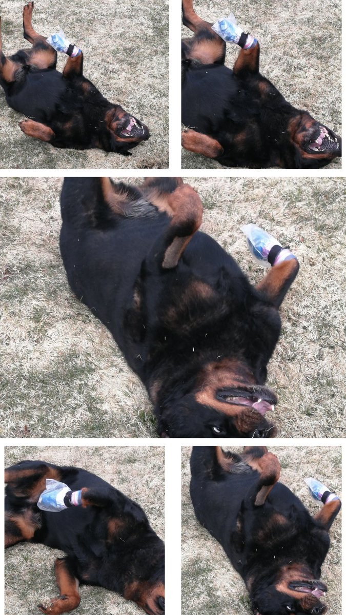 Happy Won't Look Wednesday from Sherman! One last dance yesterday before heading to the vet's to have his bandage removed! #Sherman #Shermieshimmy #dancelikenobody'swatching #Rottweiler #mybestfriend #fuckcancer