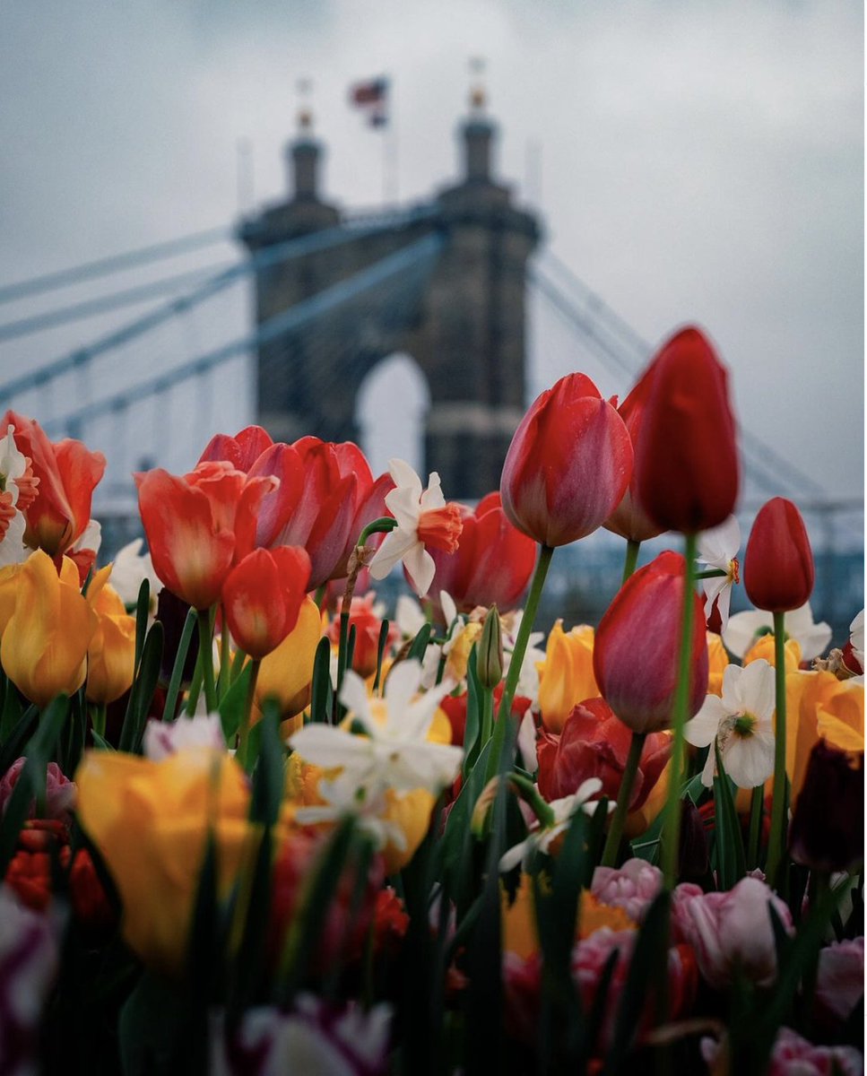 TheBanksCincy's tweet photo. โ Raise your hand if #SpringinCincy is your favorite!
#roeblingbridge #roeblingwednesday
๐ท : @jackattack9182 https://t.co/o4UXXENBQq
