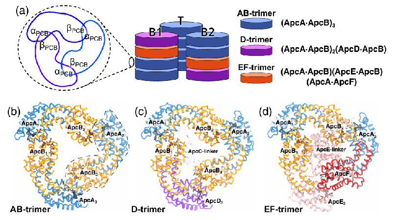 Lorenzo Cupellini tweet media