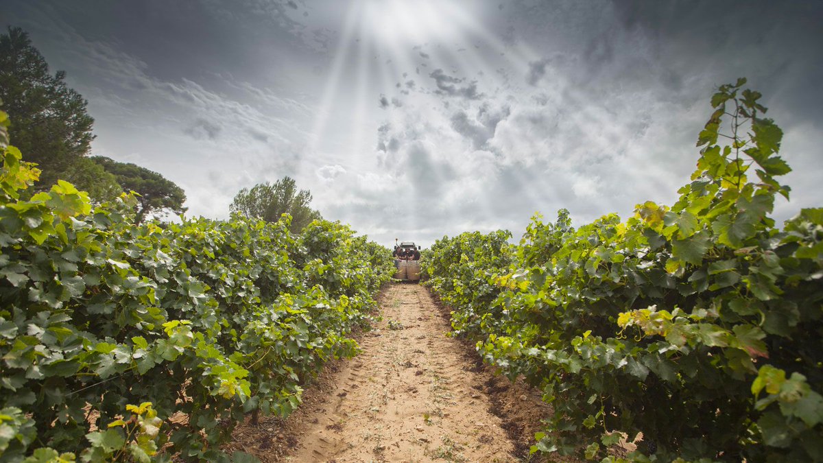 Discover the secret behind the global appeal of Pays d'Oc IGP wines. Top wine merchants weigh in on the unique qualities that make these wines a staple for enthusiasts. 🍇🍷 
vist.ly/yuqv

✍️ <a href="/TheBuyer11/">The_Buyer</a>

#PaysdOcIGP #WineLovers