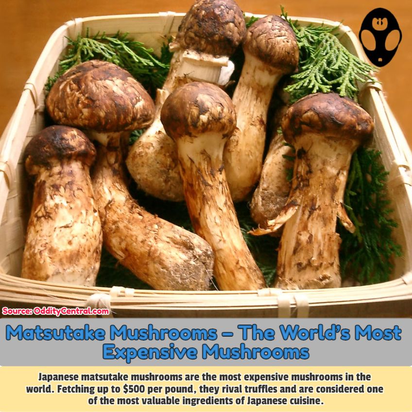 OddityCentral's tweet image. Matsutake mushrooms 🍄 are the most expensive mushrooms in the world. Fetching up to $500 per pound, they rival truffles and are among the most valuable ingredients of Japanese cuisine. 

buff.ly/49w8YvP 

#Japan #matsutake #delicacy #mushrooms #food #odditycentral