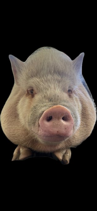 Enjoy my pigs floating head https://t.co/BklBSlDWY4
