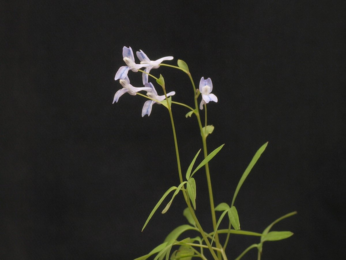 Corydalis capillipes
ミチノクエンゴサク
細葉タイプ
先日の株とは別個体
セッコク系の香りがするのだが、好みがわかれる所だろう
私は大好きなので、大事にしている個体
エンゴサクは個体差が大きいので判別が難しい
ミチノクだと思っているのだが
#ケシ科