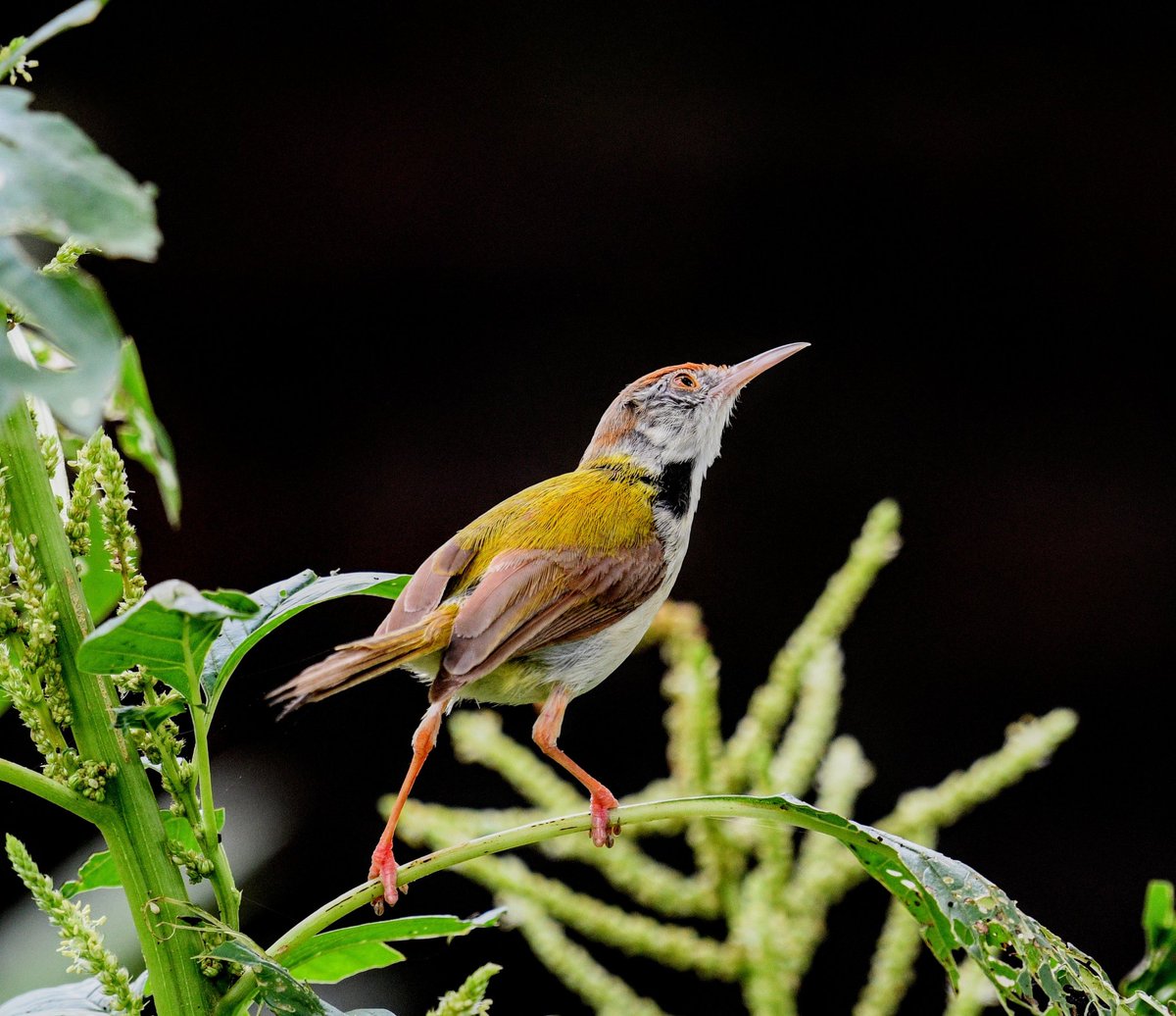 Common Tailorbird #birds