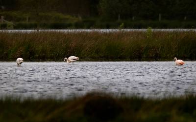 Flamingo's strijken neer in de Peel: ‘Bijzonder om ze hier te zien’ dlvr.it/T5dVHf