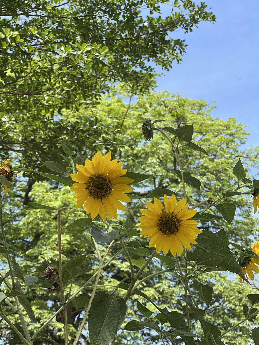 hiratariqj's tweet photo. why these flowers are so beautiful?
Which flower is yours favourite?? https://t.co/BgJnTx2052