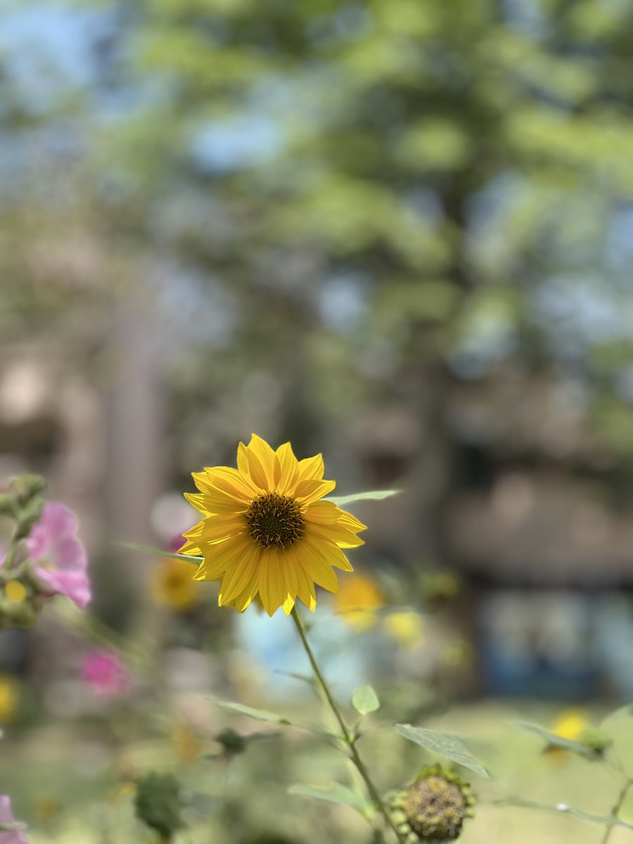 hiratariqj's tweet photo. why these flowers are so beautiful?
Which flower is yours favourite?? https://t.co/BgJnTx2052
