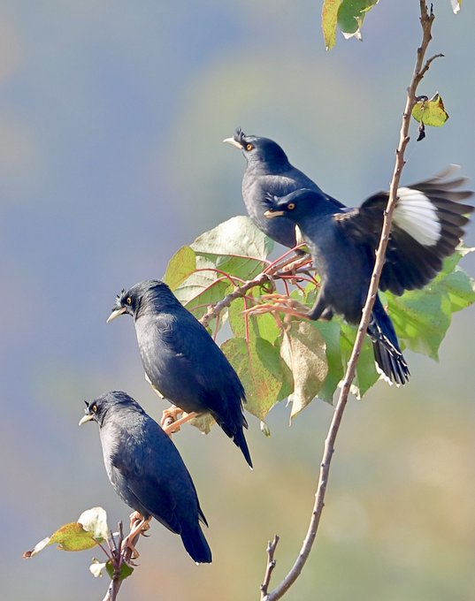 A group of crested myna are chilling on the branches in Nanjing, Jiangsu province. With a crest of feathers on its forehead, this bird can both sing and 'speak', if you're lucky enough to be close enough to hear them. (Photos: Song Wenwei)