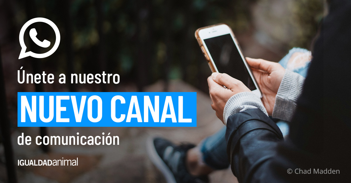 💥 ¡Tenemos nuevo canal de comunicación en WhatsApp! 📣 Si quieres mantenerte al día de nuestras campañas, las convocatorias de protestas y eventos que hacemos en España, además de realizar acciones sencillas y rápidas para ayudar a los animales, ¡únete a nuestro canal hoy