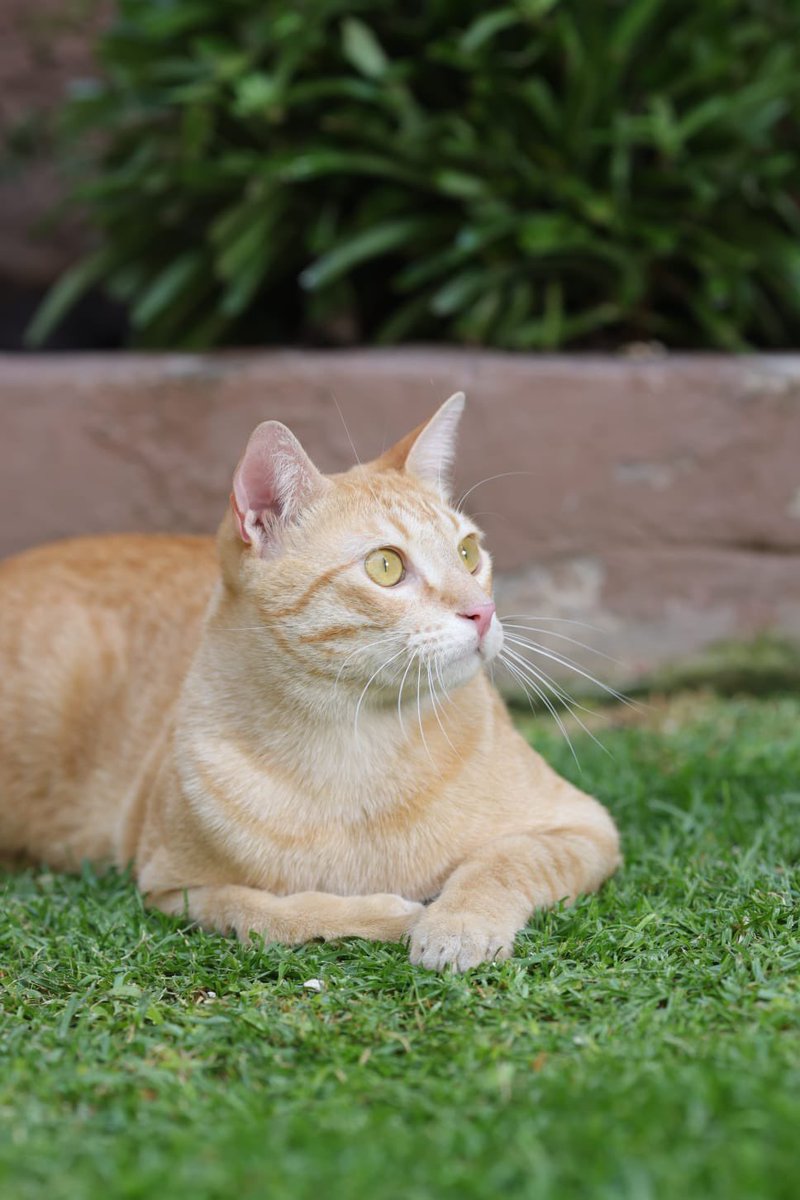 ¿Se acuerdan de Tofu, rescatado con 2 días de nacido? Hoy es este gatote sano y feliz, gracias a Aída, que le da una vida de rey, y a @LaCrazyCatLady_ que fue su Karen mientras era lactante. Gracias a ellas dos, éste es el hermoso presente de BB Tofu ❤️.